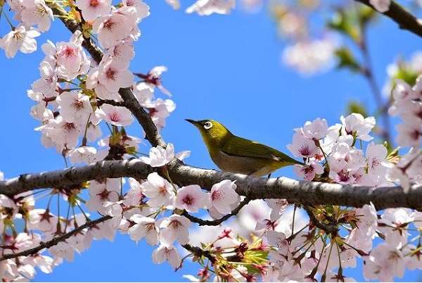 Zosterops japonicus staying on a Cherry Blossom（Japanese image）