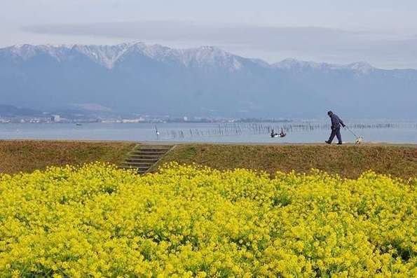 琵琶湖湖畔の花畑風景